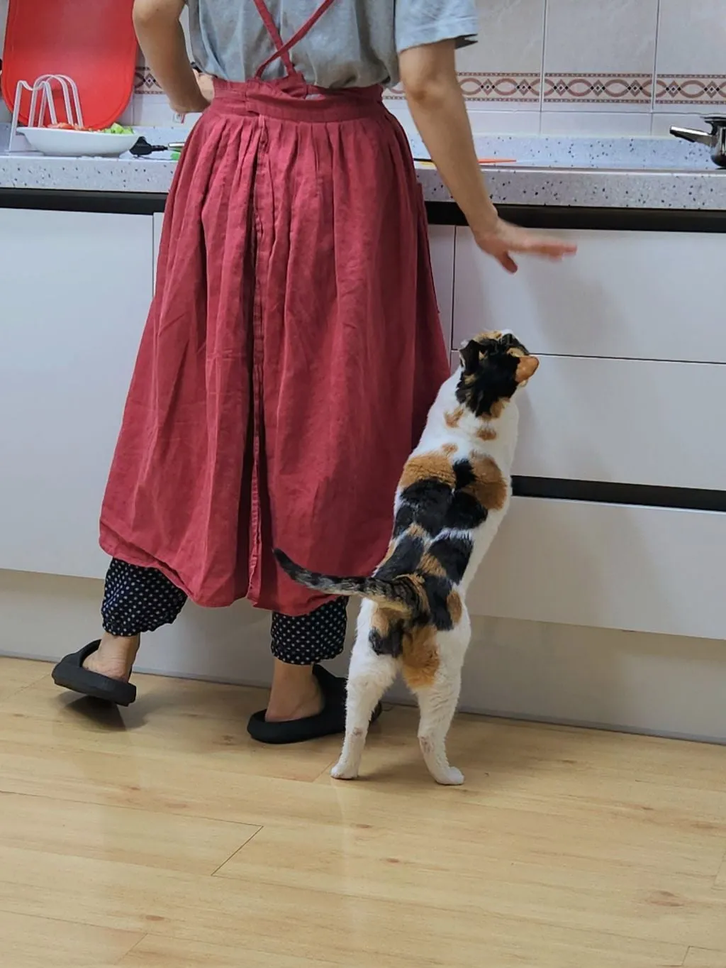 고양이 키우는 집에서 참치김치찌개를 끓였다