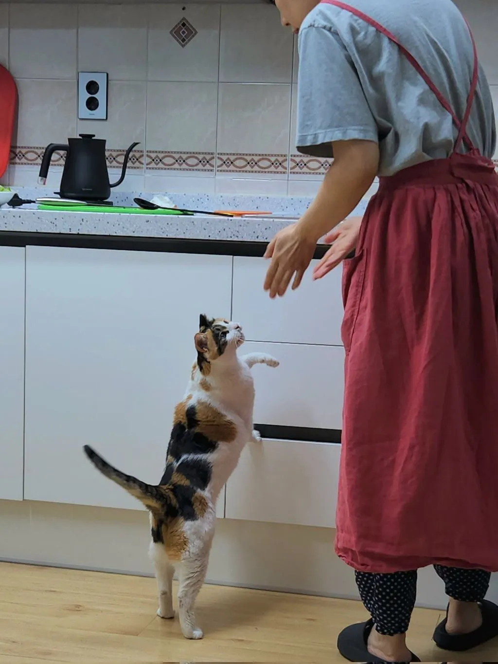 고양이 키우는 집에서 참치김치찌개를 끓였다