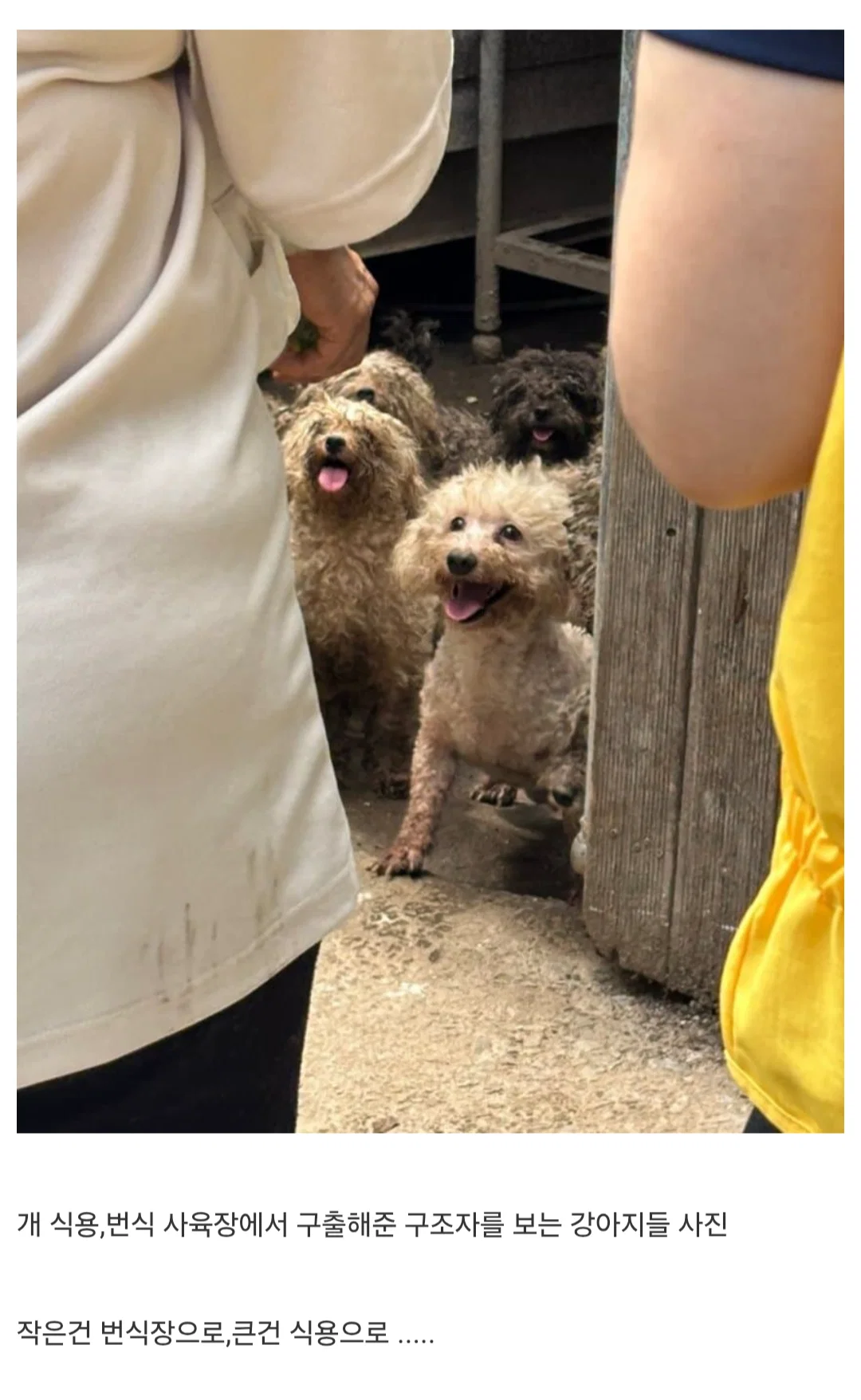 강아지들은 본능적으로 사람을 좋아한다는 증거.jpg
