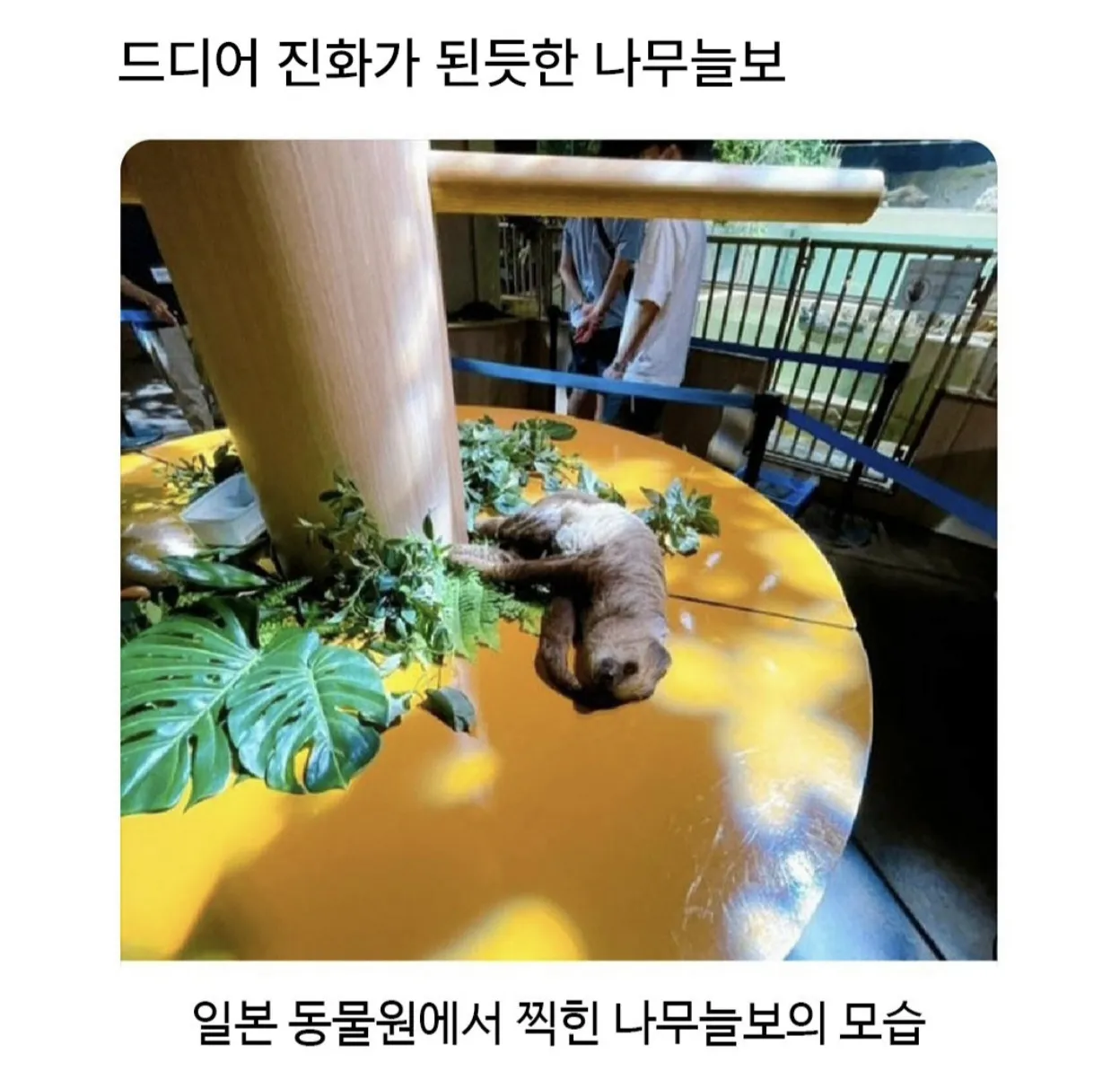 드디어 진화가된듯한 나무늘보.jpg