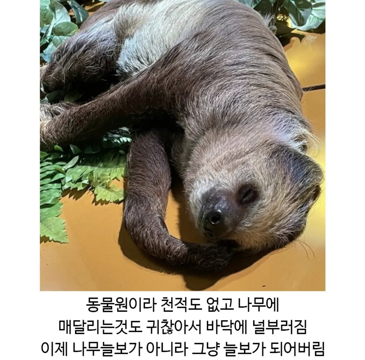 드디어 진화가된듯한 나무늘보.jpg