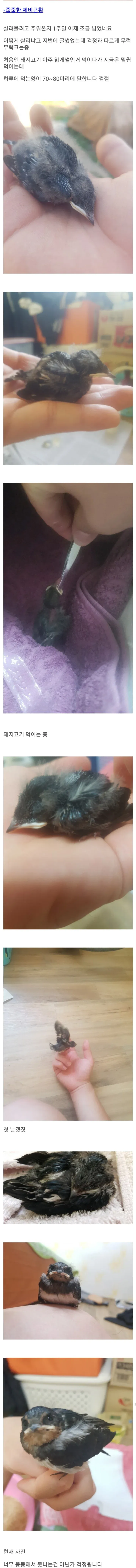 주운 제비 키워 방사한 현대판 흥부 아재.jpg