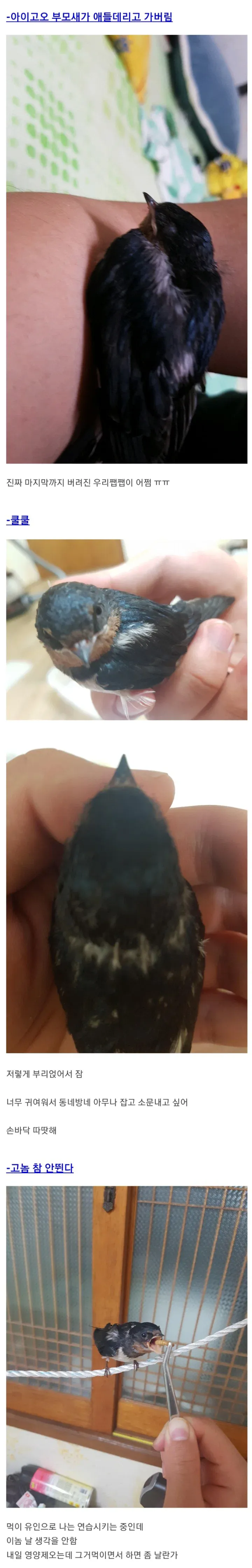 주운 제비 키워 방사한 현대판 흥부 아재.jpg