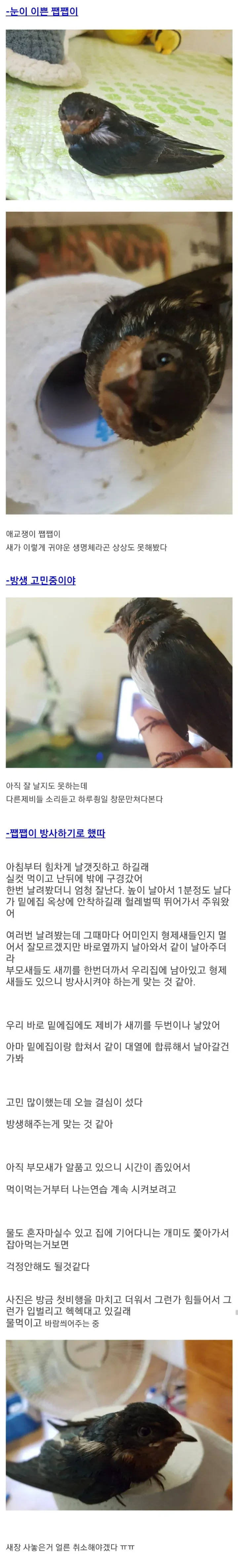 주운 제비 키워 방사한 현대판 흥부 아재.jpg