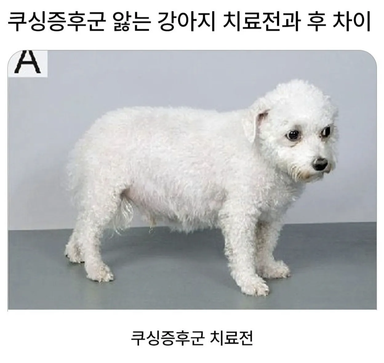 쿠싱증후군앓는 강아지 치료전후 차이.jpg