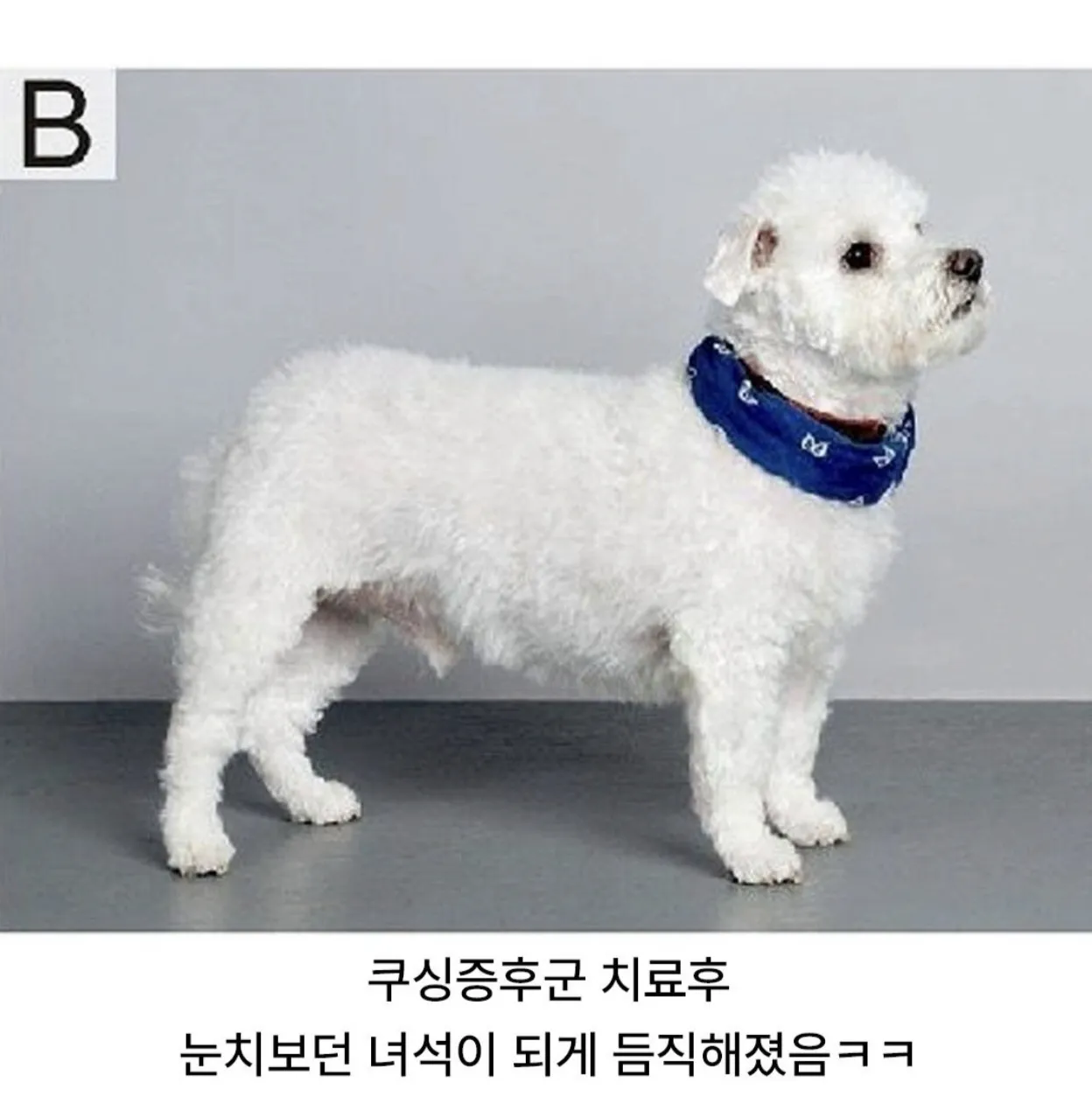 쿠싱증후군앓는 강아지 치료전후 차이.jpg