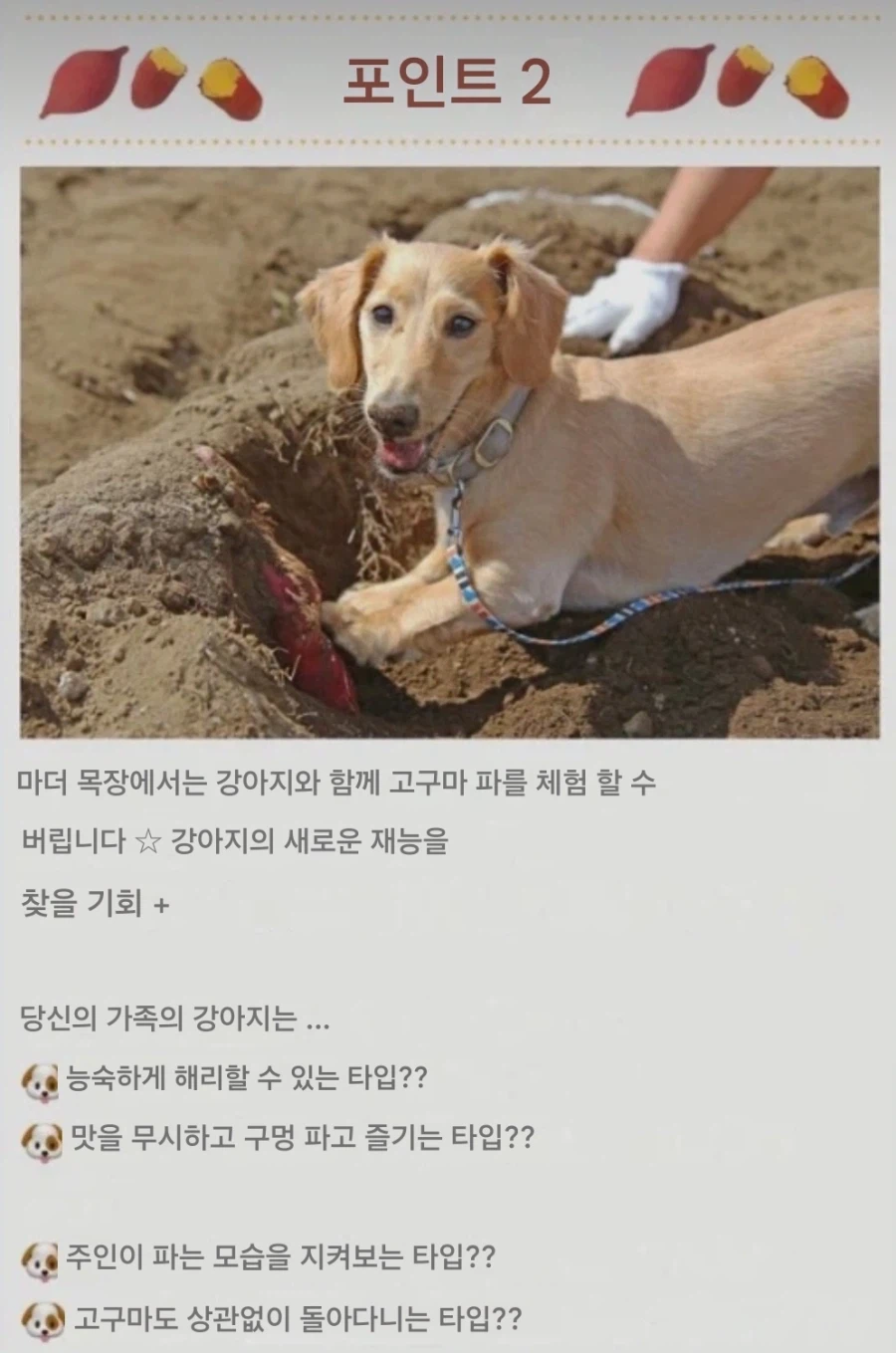 일본의 애완견과 고구마 캐는 농장