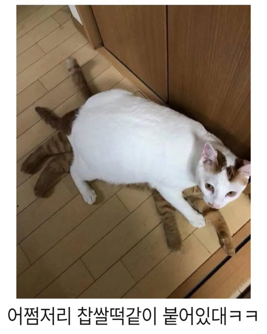 아기고양이 입양 1년후.jpg