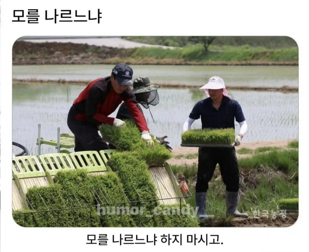 모를 나르느냐.jpg