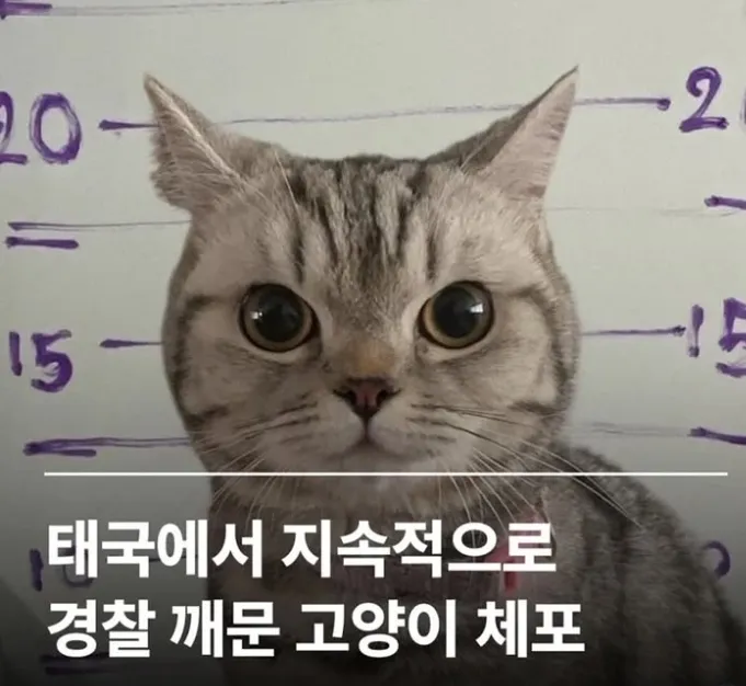 태국에서 지속적으로 경찰을 깨문 고양이 체포
