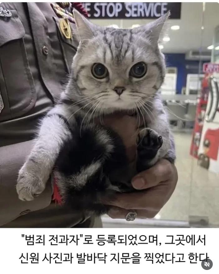 태국에서 지속적으로 경찰을 깨문 고양이 체포