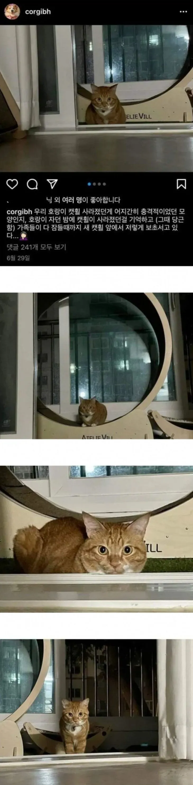캣휠 사라질까 봐 보초 서는 고양이