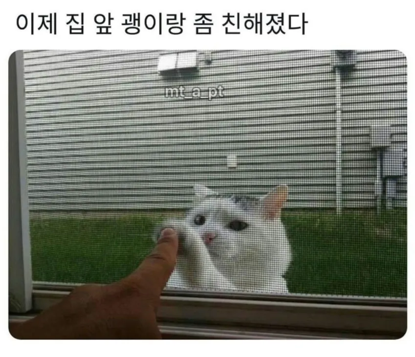 이제 집앞 고양이랑 좀 친해졌다.jpg