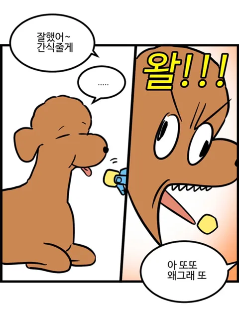 푸들의 우다다가 끝나는 시기.jpg