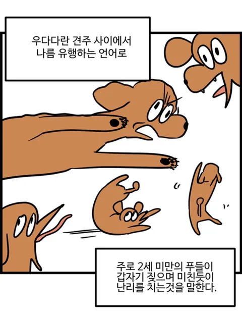푸들의 우다다가 끝나는 시기.jpg