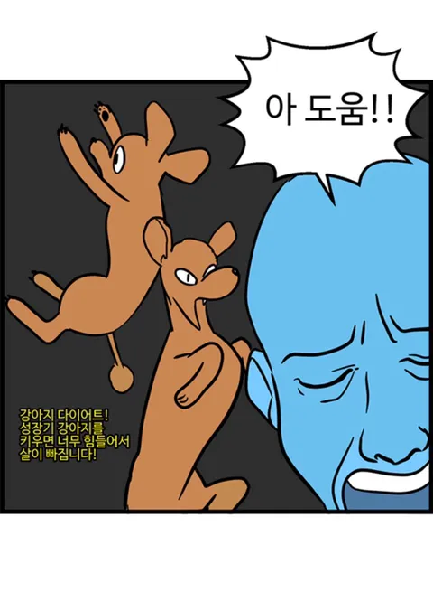 푸들의 우다다가 끝나는 시기.jpg