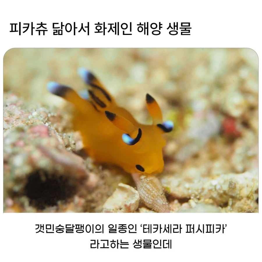 피카츄를 닮은 해양 생물.jpg