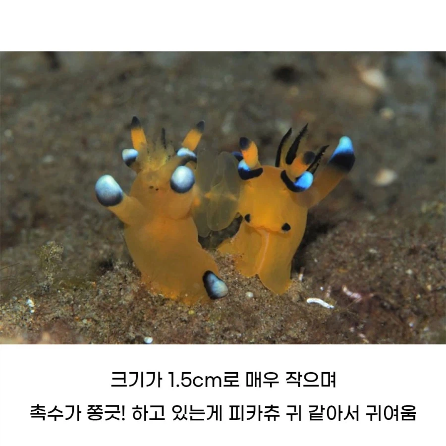 피카츄를 닮은 해양 생물.jpg