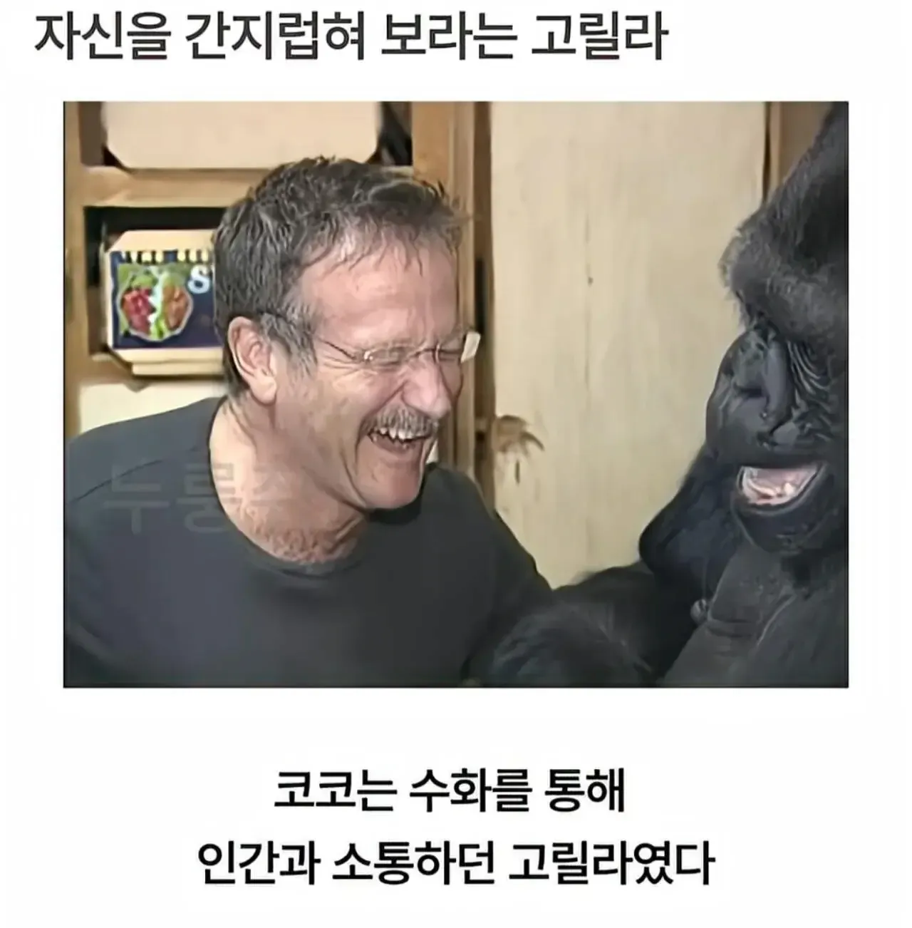 세계 최초로 수어를 이용해 인간과의 대화에 성공한 고릴라.jpg