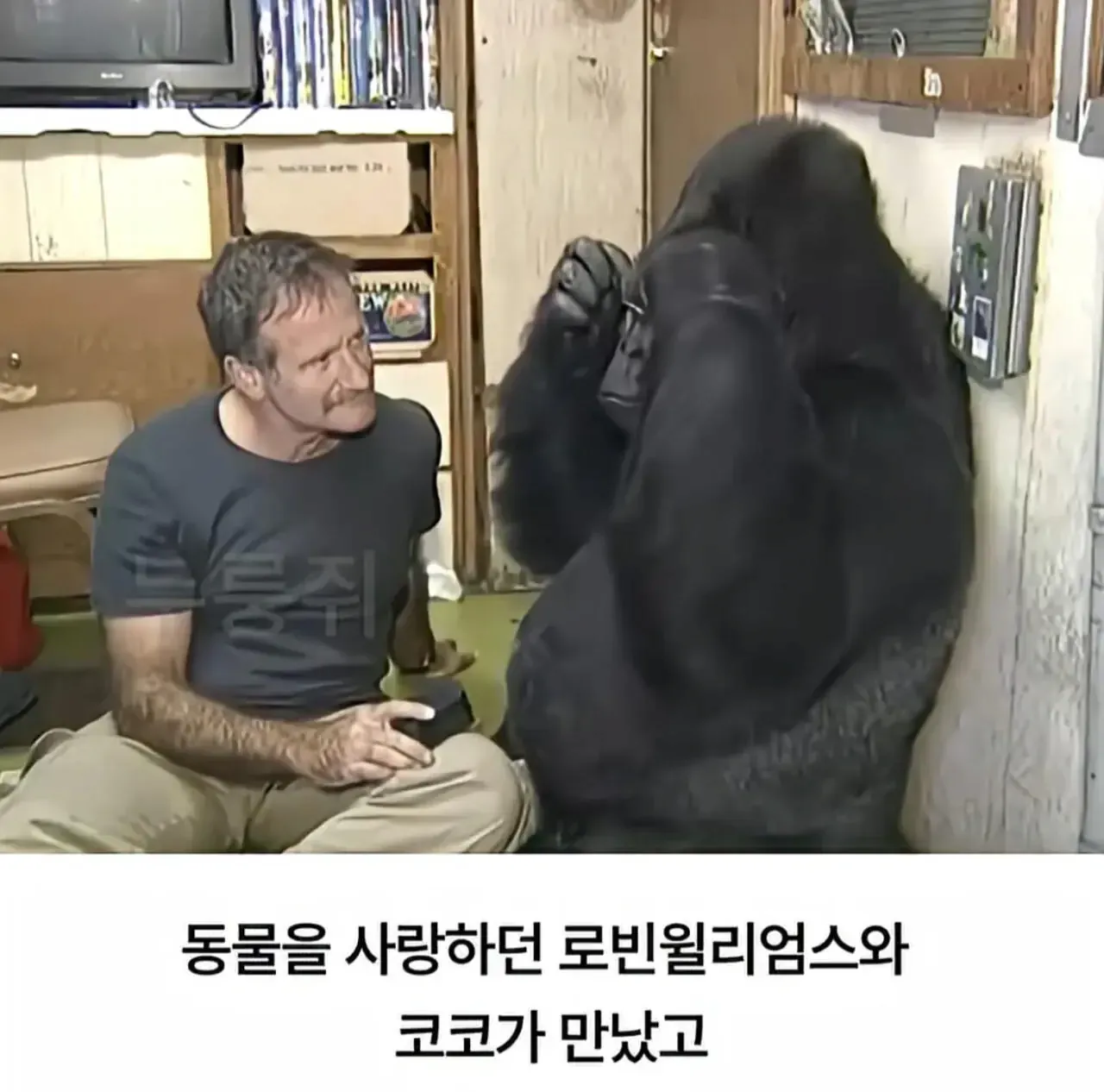 세계 최초로 수어를 이용해 인간과의 대화에 성공한 고릴라.jpg