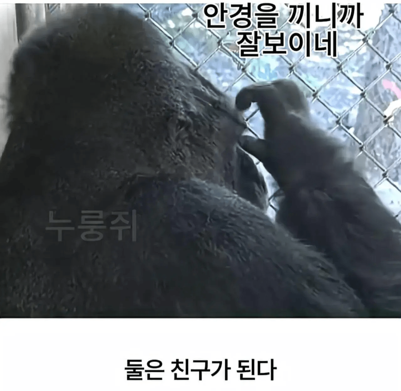 세계 최초로 수어를 이용해 인간과의 대화에 성공한 고릴라.jpg