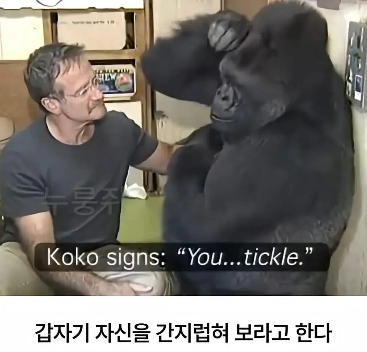 세계 최초로 수어를 이용해 인간과의 대화에 성공한 고릴라.jpg