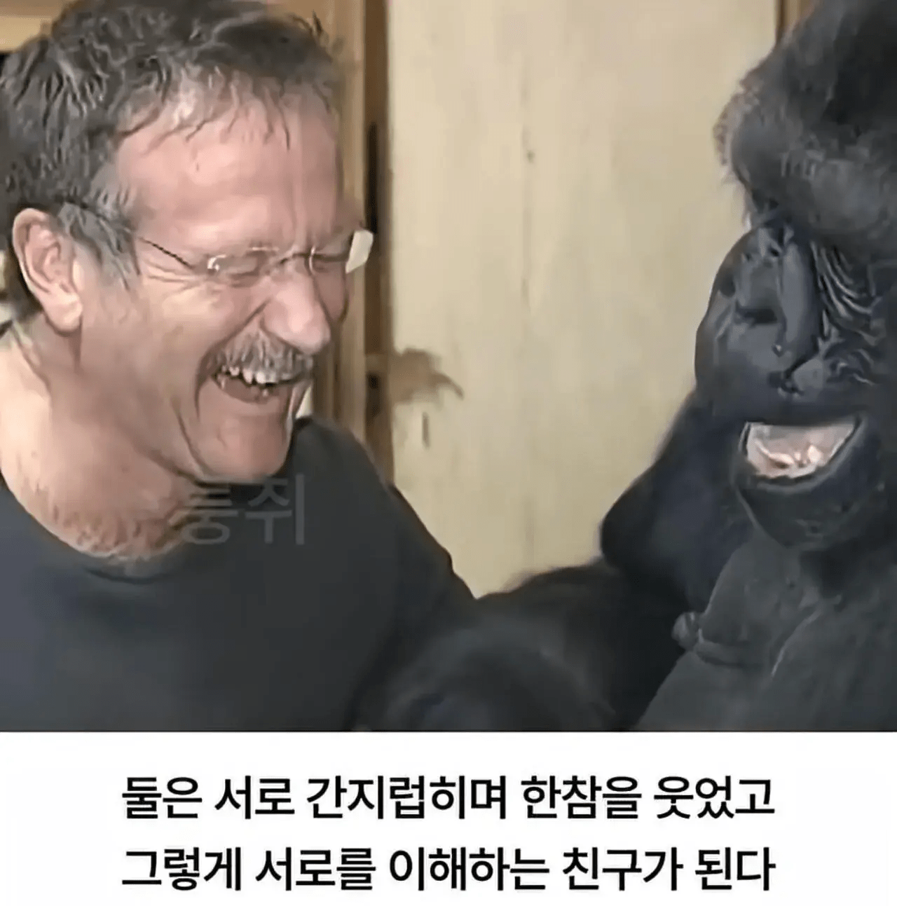 세계 최초로 수어를 이용해 인간과의 대화에 성공한 고릴라.jpg