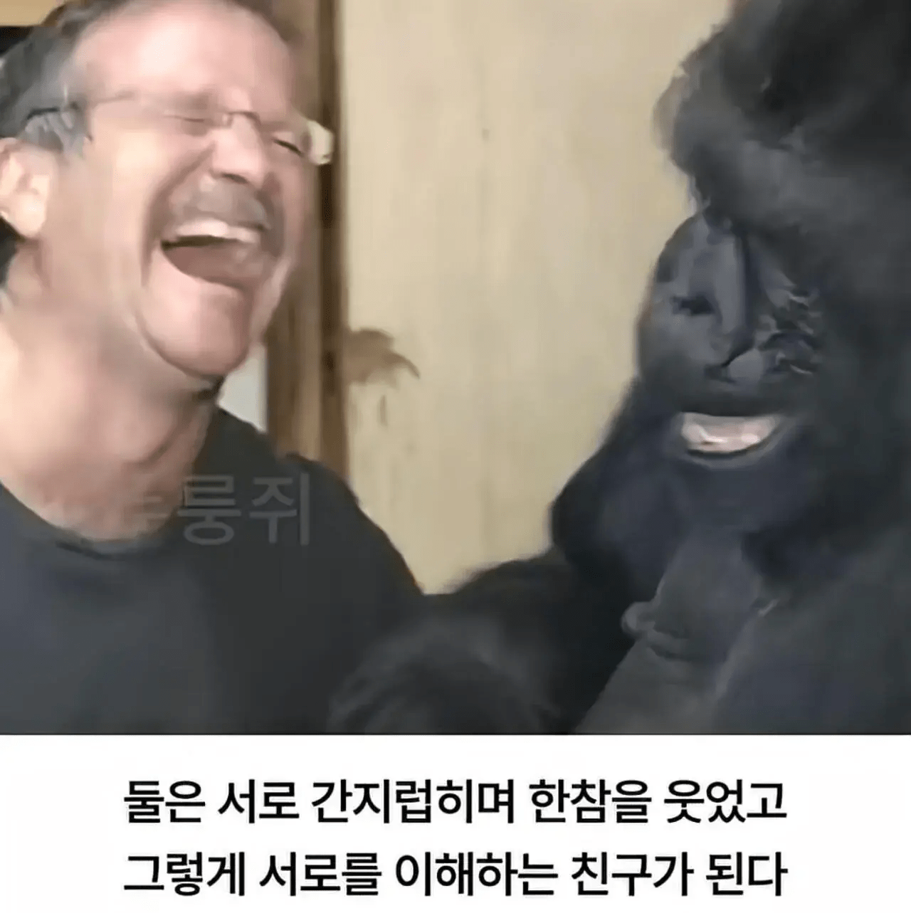 세계 최초로 수어를 이용해 인간과의 대화에 성공한 고릴라.jpg