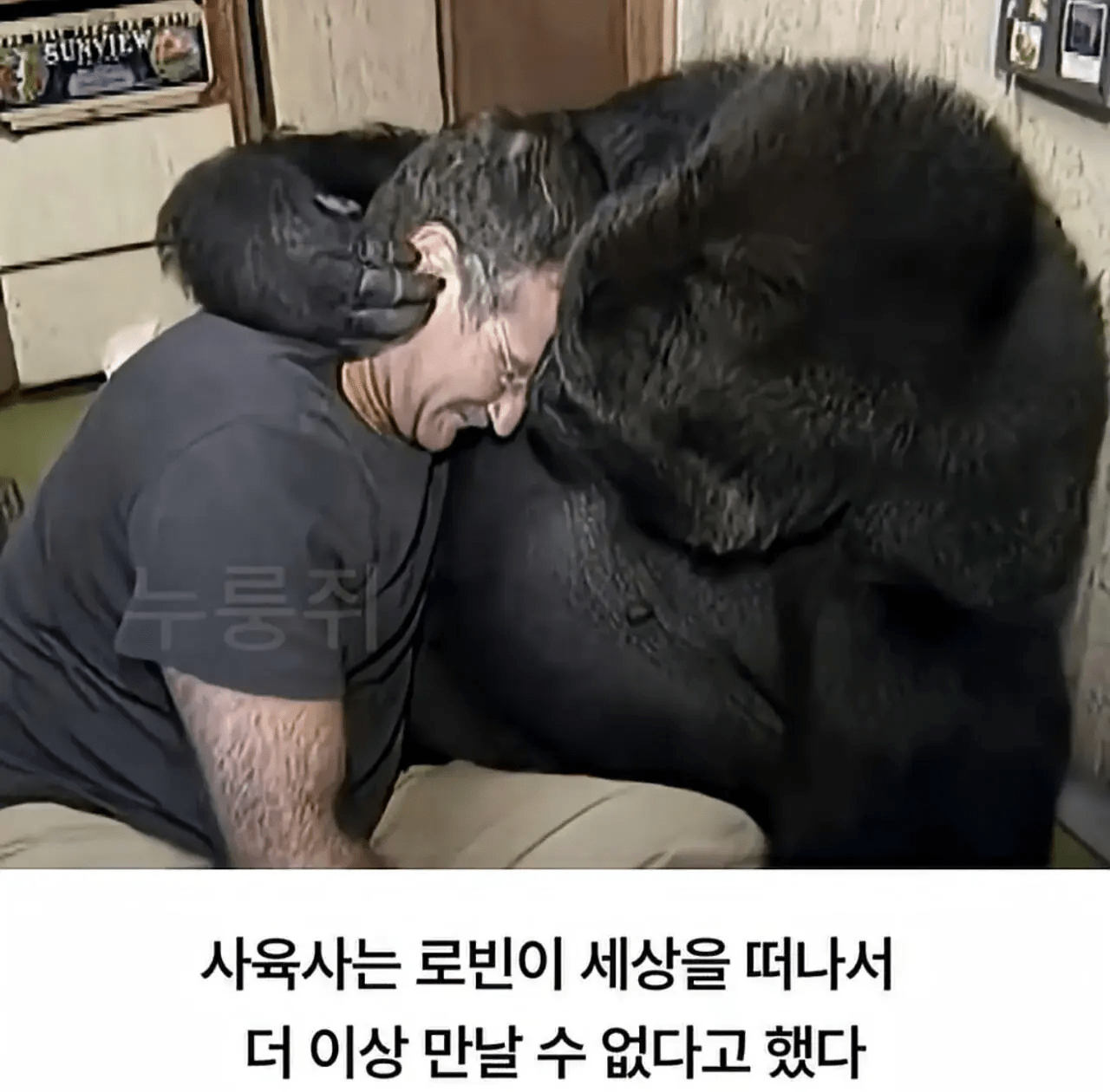 세계 최초로 수어를 이용해 인간과의 대화에 성공한 고릴라.jpg