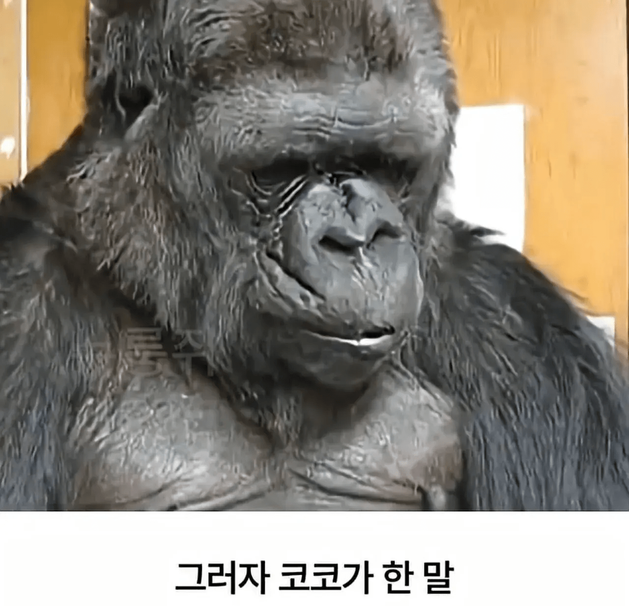 세계 최초로 수어를 이용해 인간과의 대화에 성공한 고릴라.jpg