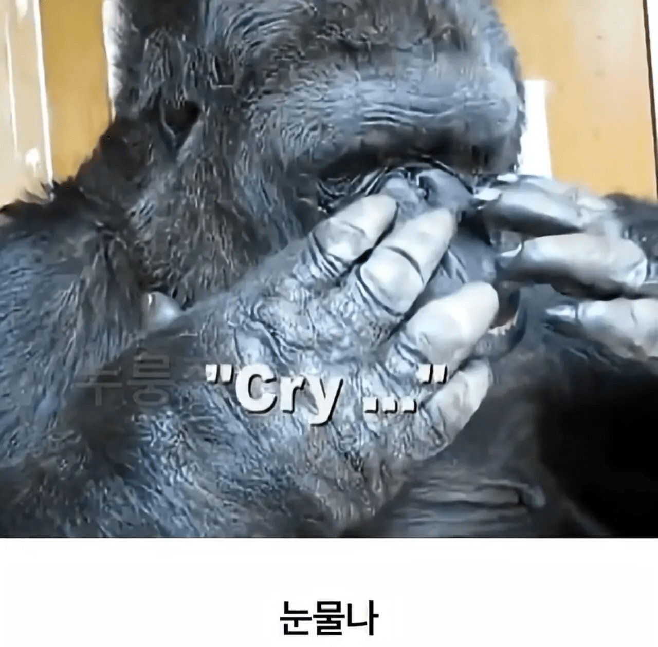 세계 최초로 수어를 이용해 인간과의 대화에 성공한 고릴라.jpg