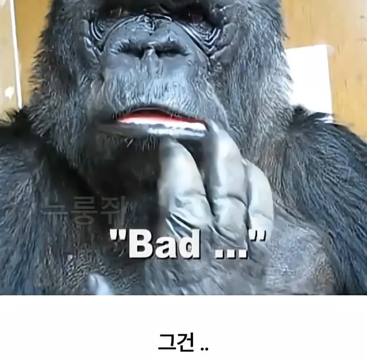 세계 최초로 수어를 이용해 인간과의 대화에 성공한 고릴라.jpg