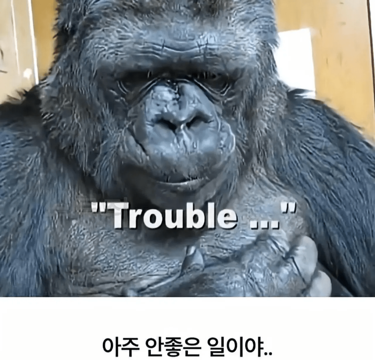 세계 최초로 수어를 이용해 인간과의 대화에 성공한 고릴라.jpg