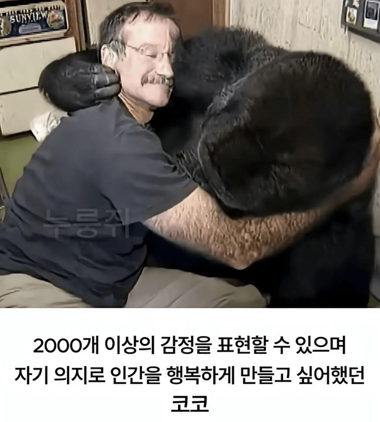세계 최초로 수어를 이용해 인간과의 대화에 성공한 고릴라.jpg