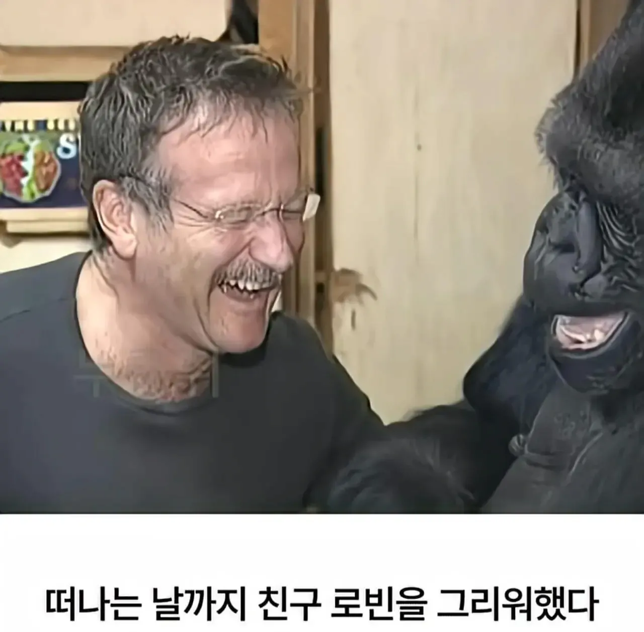 세계 최초로 수어를 이용해 인간과의 대화에 성공한 고릴라.jpg