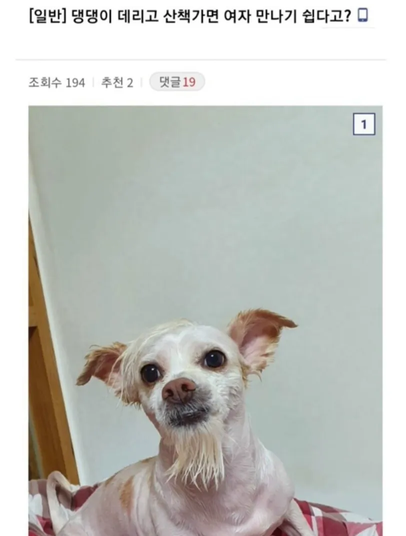 강아지 데리고 산책가면 여자 만나기 쉽다고??.jpg