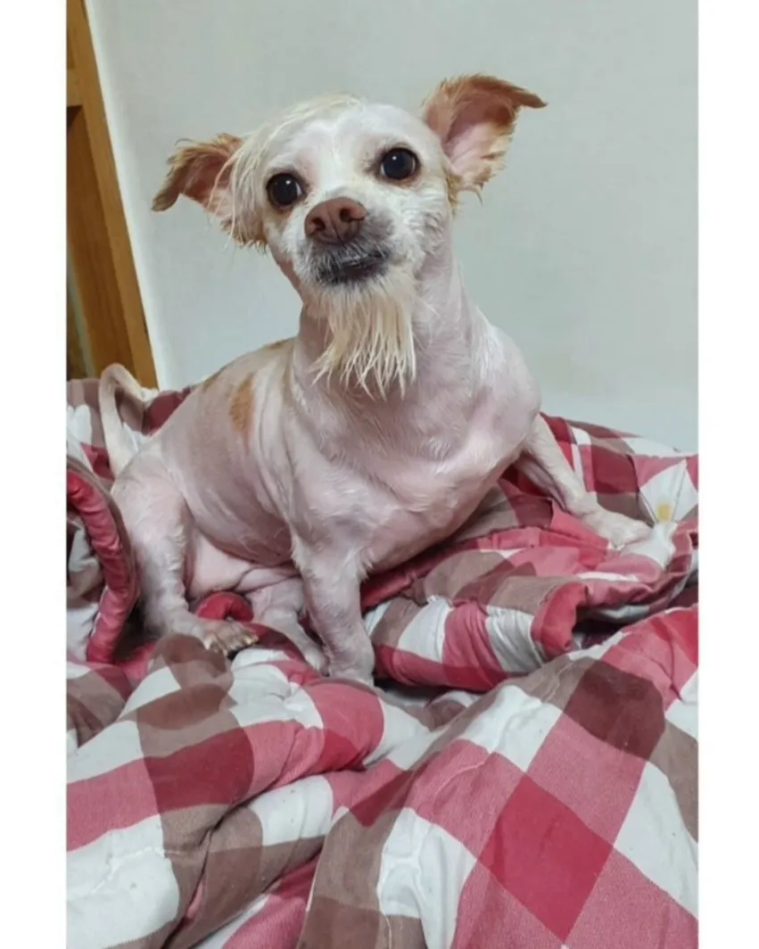강아지 데리고 산책가면 여자 만나기 쉽다고??.jpg