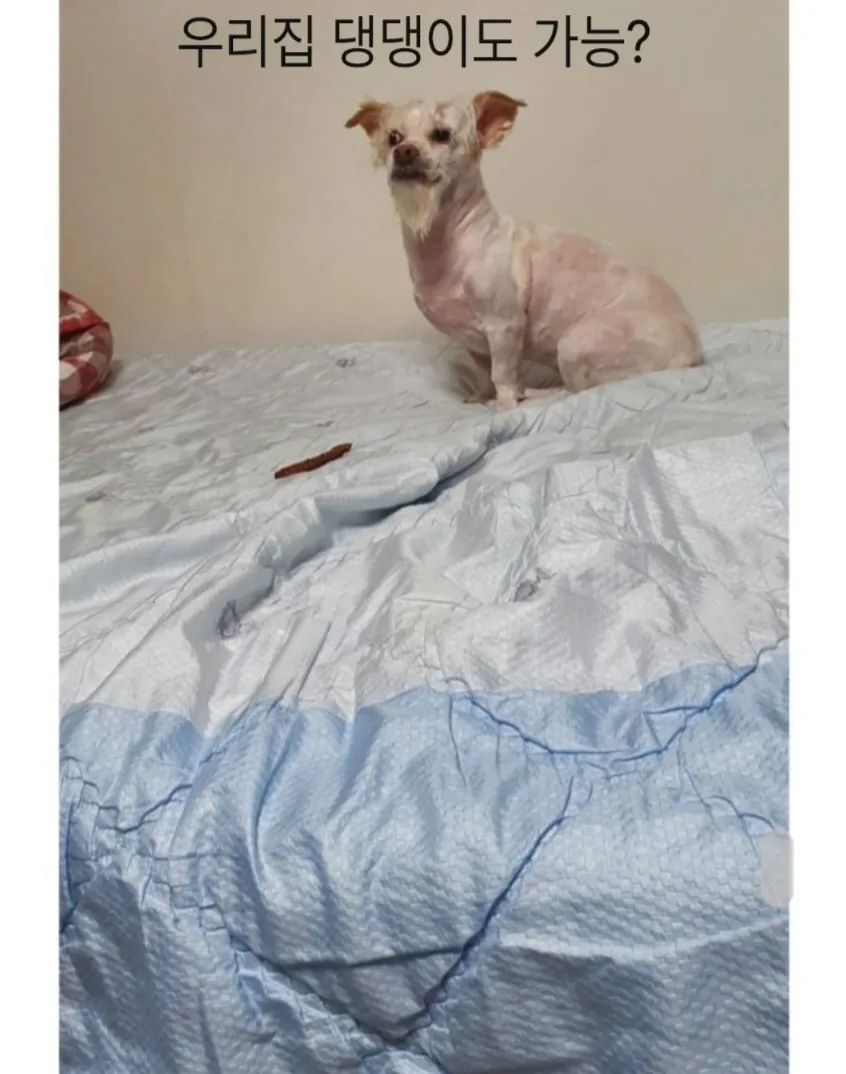 강아지 데리고 산책가면 여자 만나기 쉽다고??.jpg