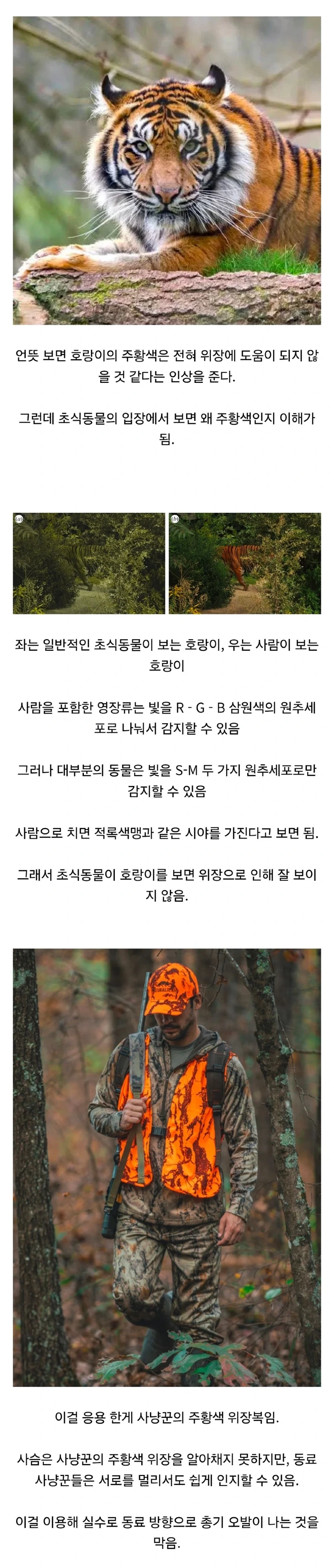 호랑이의 털이 주황색인 이유