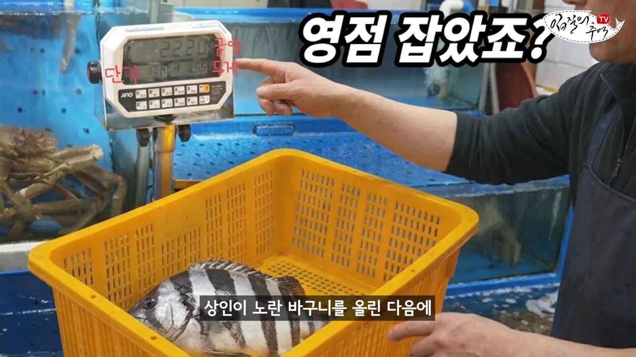 필독) 신종 수산시장 저울치기 수법 (feat. 암컷아저씨)