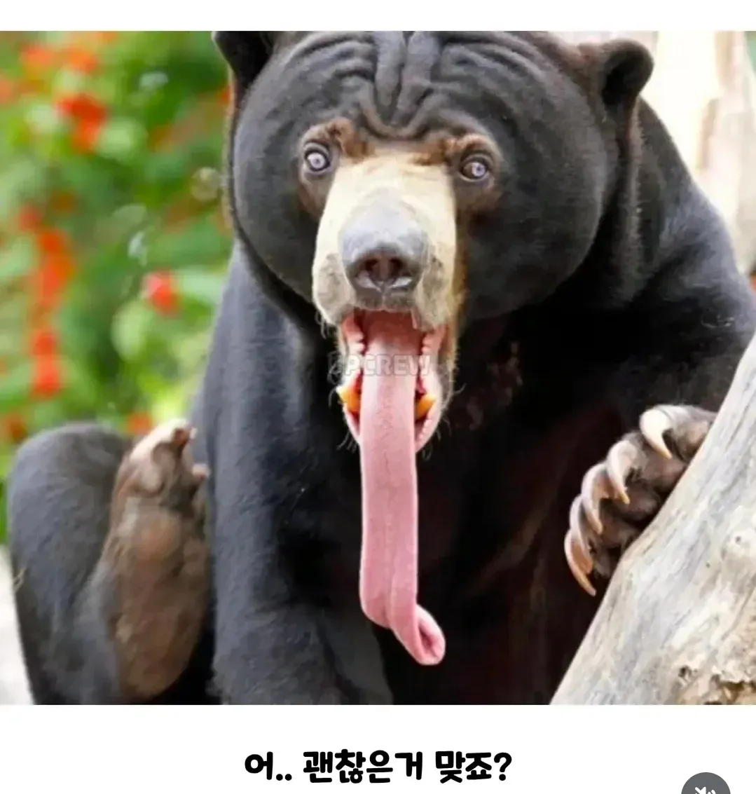 인간이 그나마 상대해 볼 만한 곰.jpg