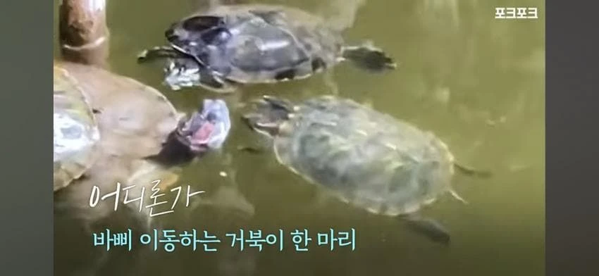 큰 거북 곤경에 처하자 작은 거북들,얘들아 모여!.jpg