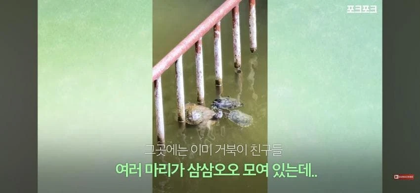 큰 거북 곤경에 처하자 작은 거북들,얘들아 모여!.jpg