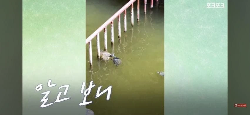 큰 거북 곤경에 처하자 작은 거북들,얘들아 모여!.jpg