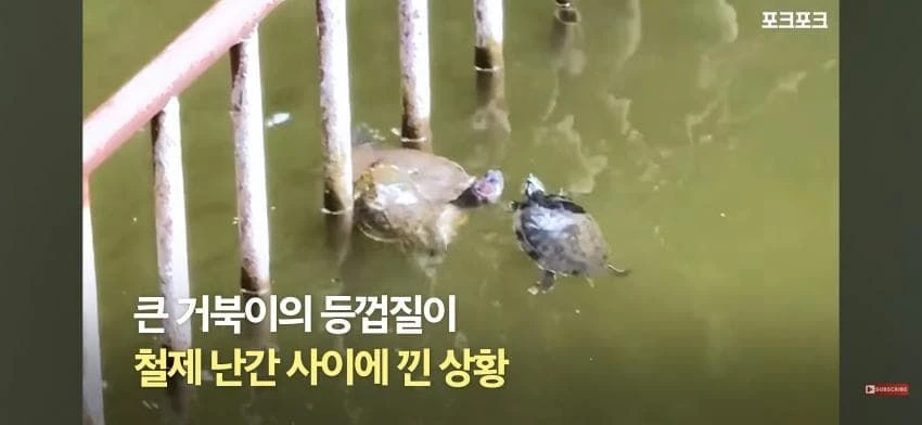 큰 거북 곤경에 처하자 작은 거북들,얘들아 모여!.jpg