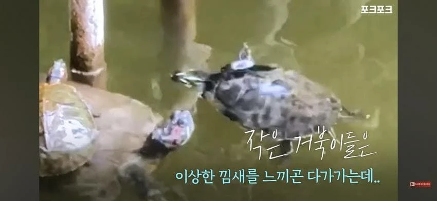 큰 거북 곤경에 처하자 작은 거북들,얘들아 모여!.jpg