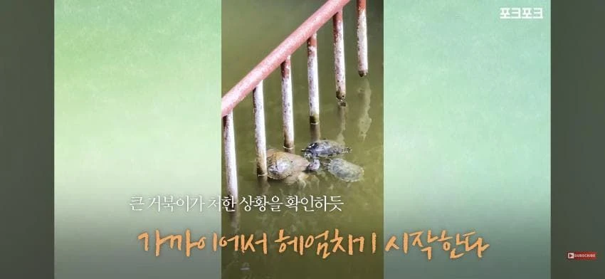 큰 거북 곤경에 처하자 작은 거북들,얘들아 모여!.jpg