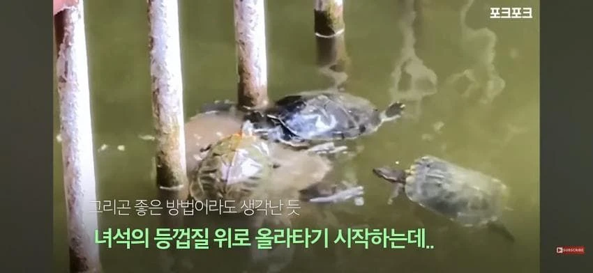 큰 거북 곤경에 처하자 작은 거북들,얘들아 모여!.jpg