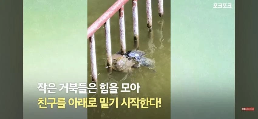 큰 거북 곤경에 처하자 작은 거북들,얘들아 모여!.jpg