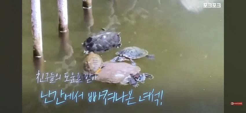 큰 거북 곤경에 처하자 작은 거북들,얘들아 모여!.jpg
